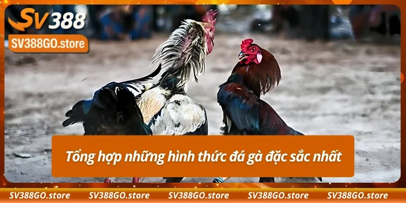 Những thể loại đá gà Campuchia phổ biến nhất