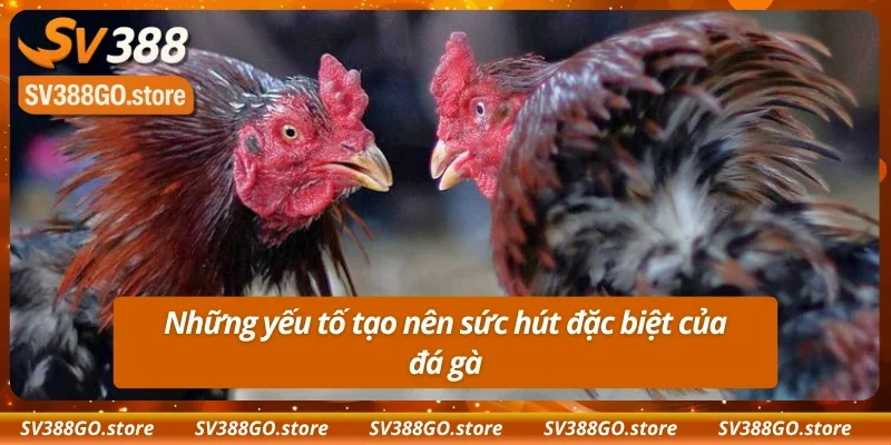 Lý do giúp đá gà Campuchia ngày càng được yêu thích