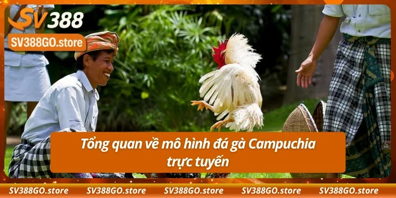 Thông tin cơ bản về đá gà Campuchia cho cược thủ