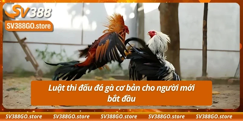 Tìm hiểu những quy định khi cá cược tại SV388