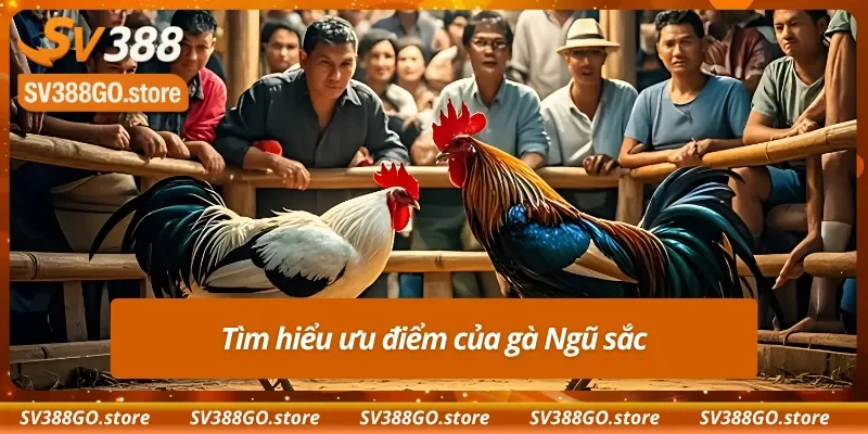 Tìm hiểu ưu điểm của gà Bông