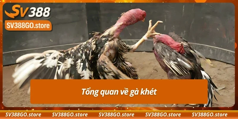 Đôi nét nổi bật về giống chiến kê gan lì gà khét