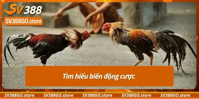 Biến động tỷ lệ kèo Meron ảnh hưởng lớn đến kết quả 