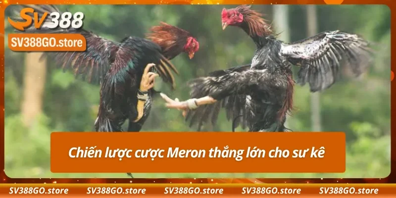 Bí quyết bắt kèo Meron chuẩn trong trận đá gà 