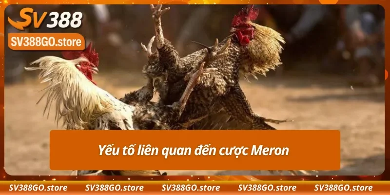  Một số yếu tố ảnh hưởng đến kèo Meron 