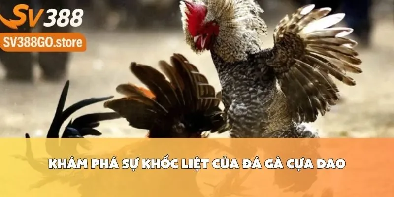 Khám Phá Sự Khốc Liệt Của Đá Gà Cựa Dao