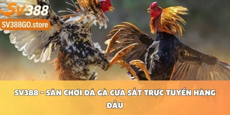 SV388 – Sân Chơi Đá Gà Cựa Sắt Trực Tuyến Hàng Đầu